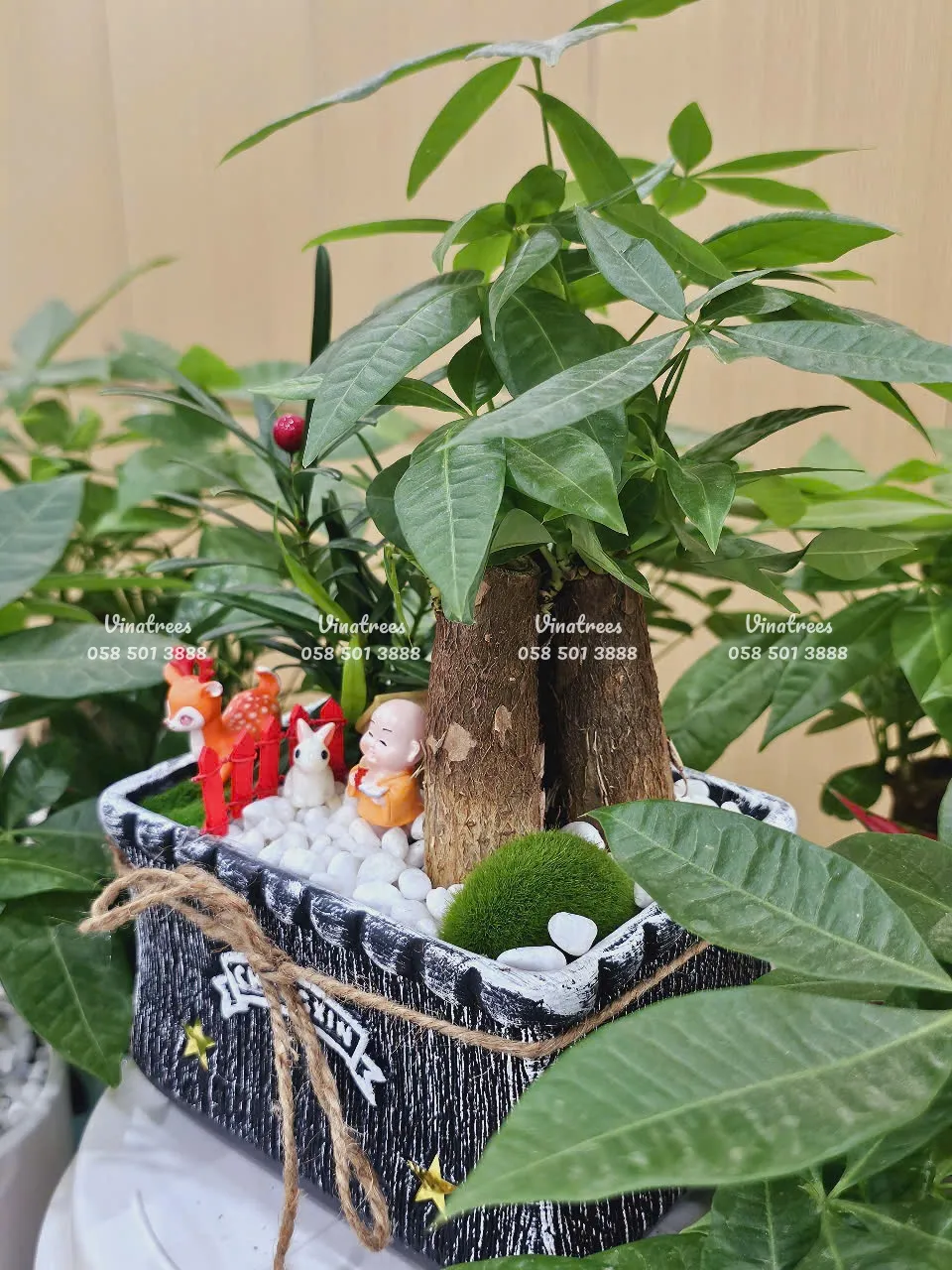 Mẹo nhỏ giúp chậu cây kim ngân để bàn luôn xanh và khỏe
